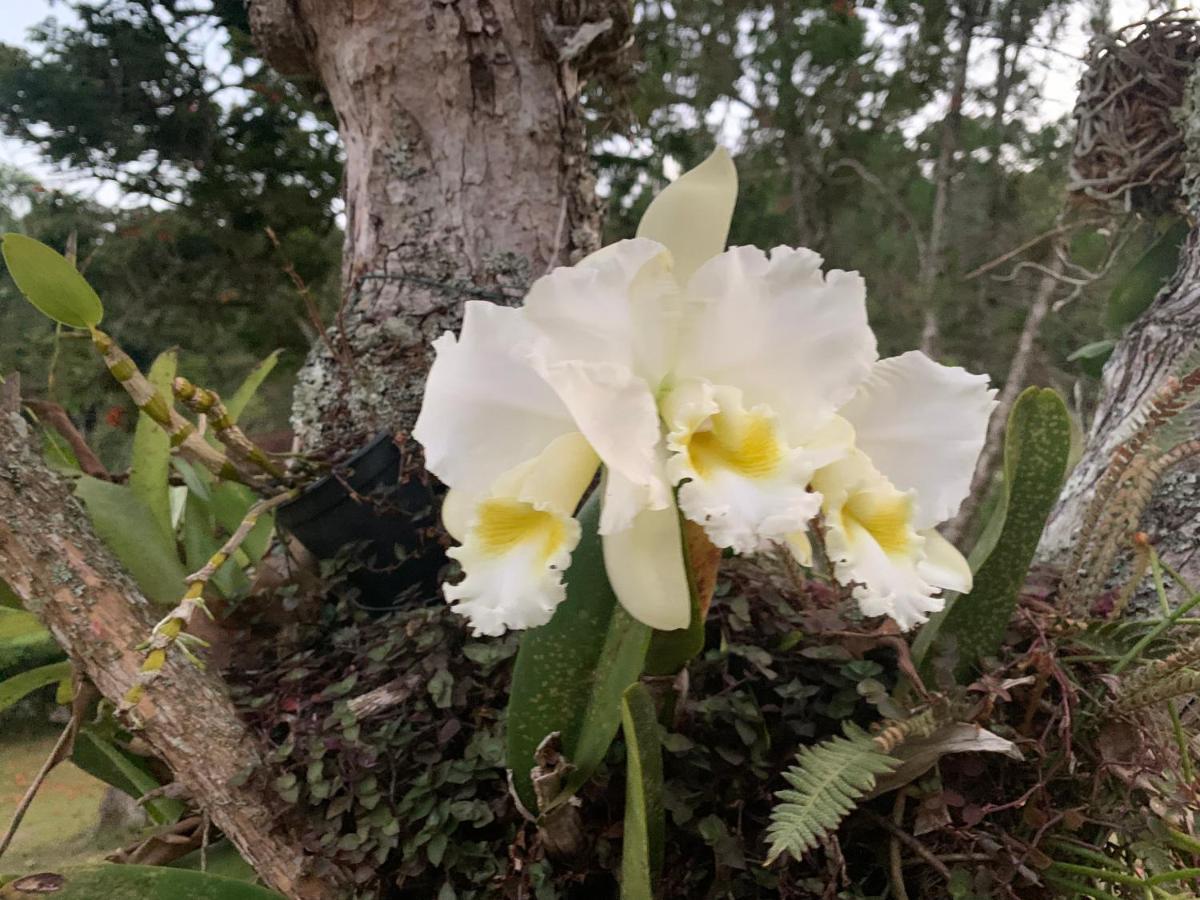 Casa Na Serra Villa Teresópolis Buitenkant foto